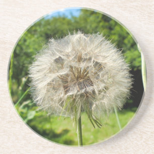 Goatsbeard Wildblomma Underlägg