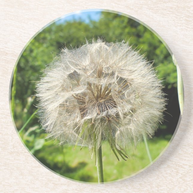 Goatsbeard Wildblomma Underlägg (Framsidan)
