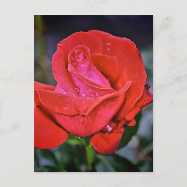 God Dew Vykort (Framsida)