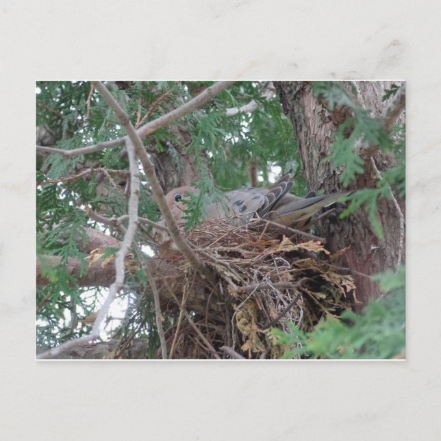 God Dove Nests Vykort (Framsida)