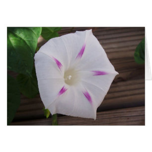 God Glory White Hälsningskort