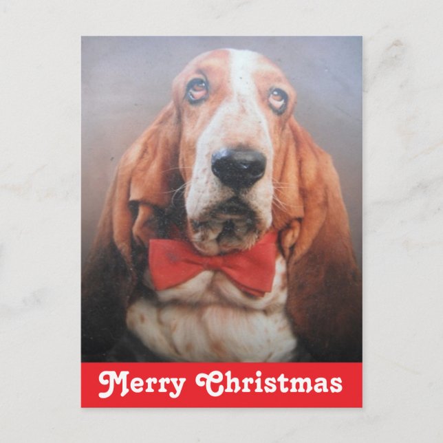 God jul Basset Hound med vykort (Framsida)