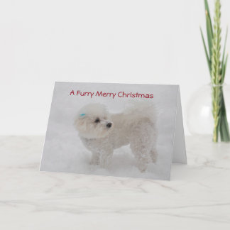 "God jul" Bichon för en hårig kort