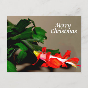 God jul Cactus Helg Vykort