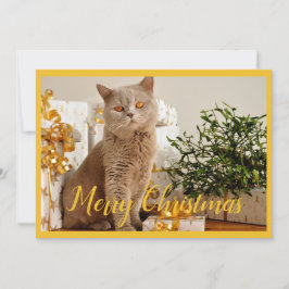 God jul Cat Photo Season Hälsning Julkort