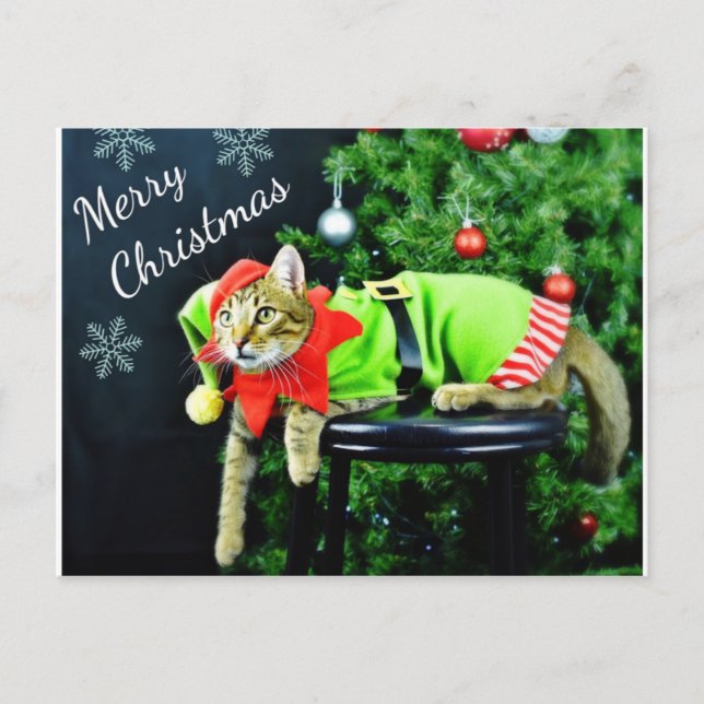 God jul Cat vykort (Framsida)