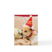 God Jul Chihuahua Sötnos 4Sadie