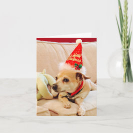 God Jul Chihuahua Sötnos 4Sadie Kort