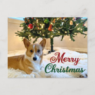 God jul Corgi Benice Hund Photography Vykort