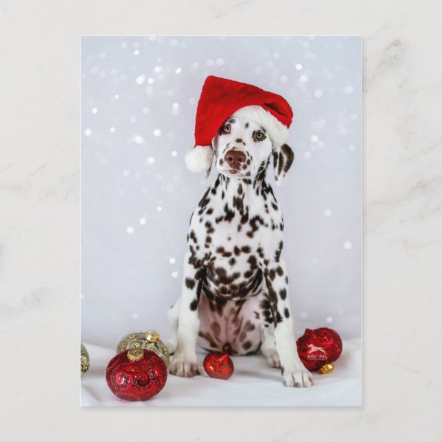 God jul Dalmatien Vykort (Framsida)