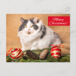 God jul för alla Cute Cat Humor Helg Vykort