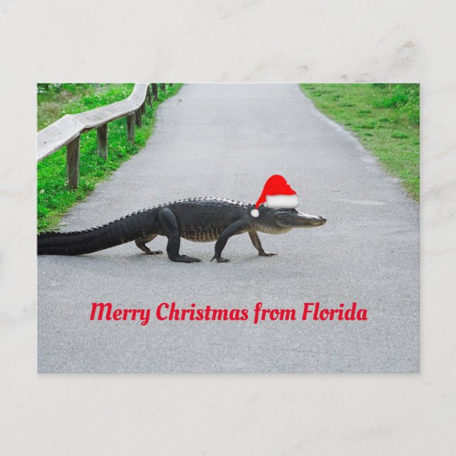 god jul från Florida lustiga alligator Vykort (Framsida)