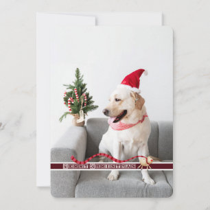 god jul från Hund Julkort