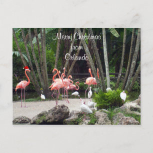 God jul från Orlando - Rosa Flamingos Helg Vykort