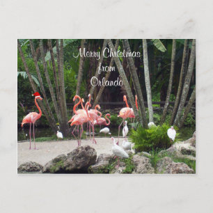 God jul från Orlando-Rosa Flamingos Helg Vykort