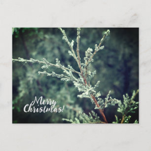 God jul Frosty Evergreen Helg Vykort