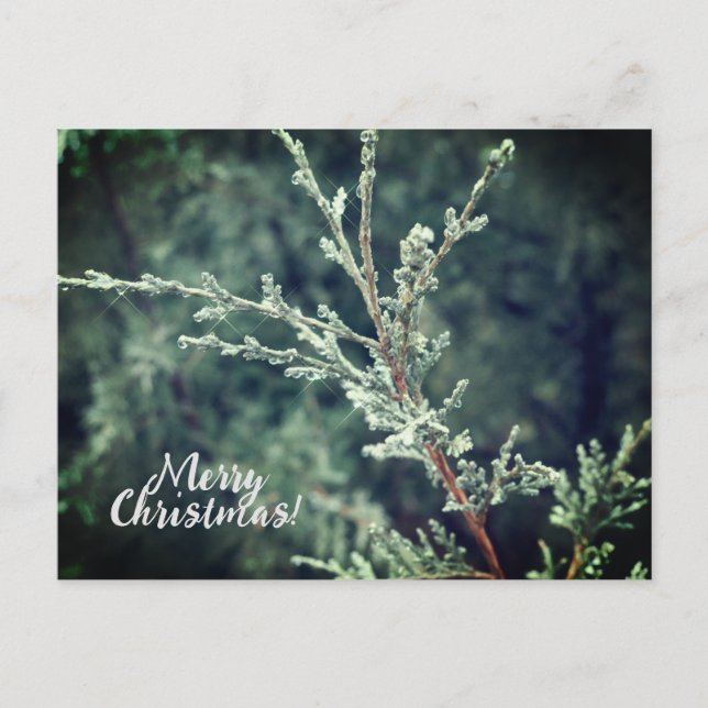 God jul Frosty Evergreen Helg Vykort (Framsida)