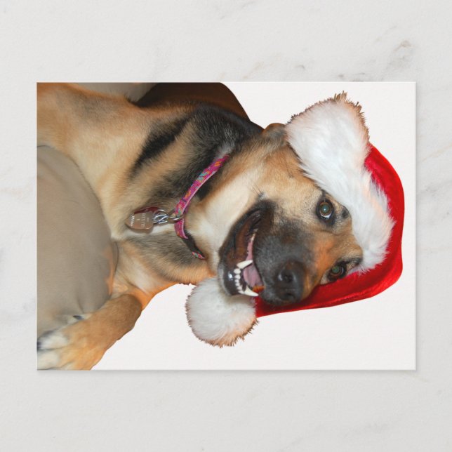 God jul German Shepherd Helg Vykort (Framsida)