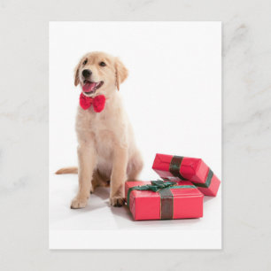 God jul Golden Retriever Puppy Helg Vykort