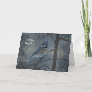 God jul hälsningskort - Blue Jay i Snö Helgkort
