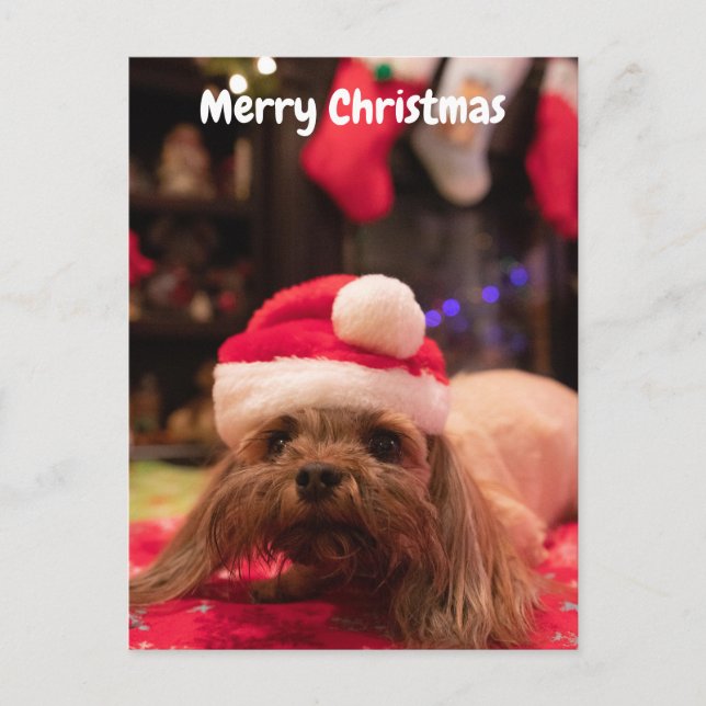 God jul Hund Helg Vykort (Framsida)