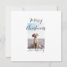 God jul husdjur hund katt foto semesterpresenter l