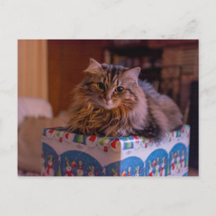 God jul i Kattunge i en giftbox Helg Vykort