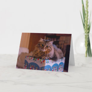 God jul i Kattunge i en giftbox Helgkort