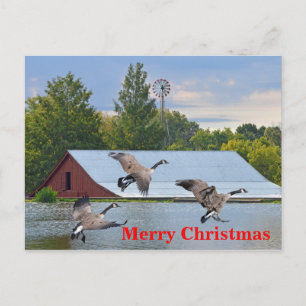 god jul Kanada Geese Landing på dammen Helg Vykort