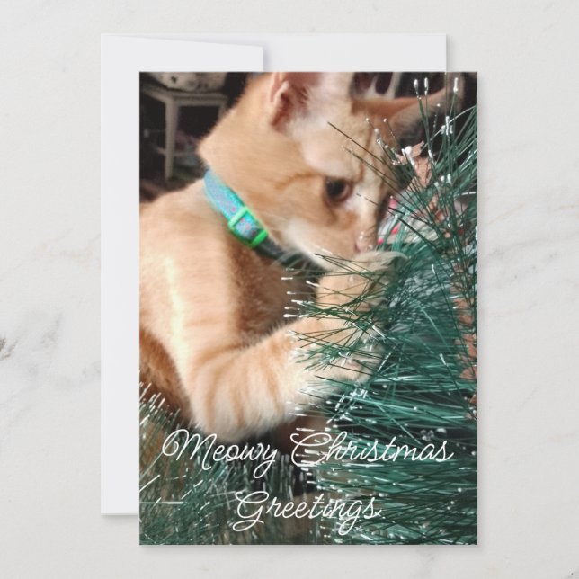 God jul, katt, foto och text. julkort (Framsida)