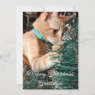 God jul, katt, foto och text. julkort