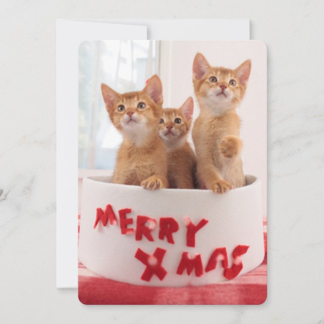 God jul Kattunge Julkort (Framsida)
