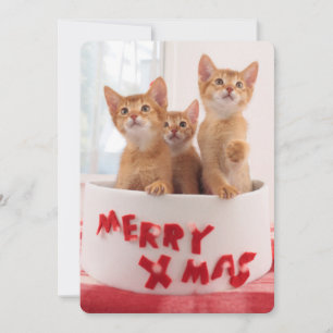 God jul Kattunge Julkort