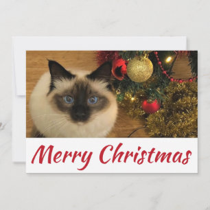 God jul Kattunge vykort