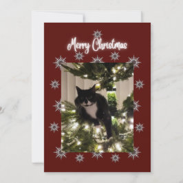God jul kort med Tuxedo-katt på min träd.
