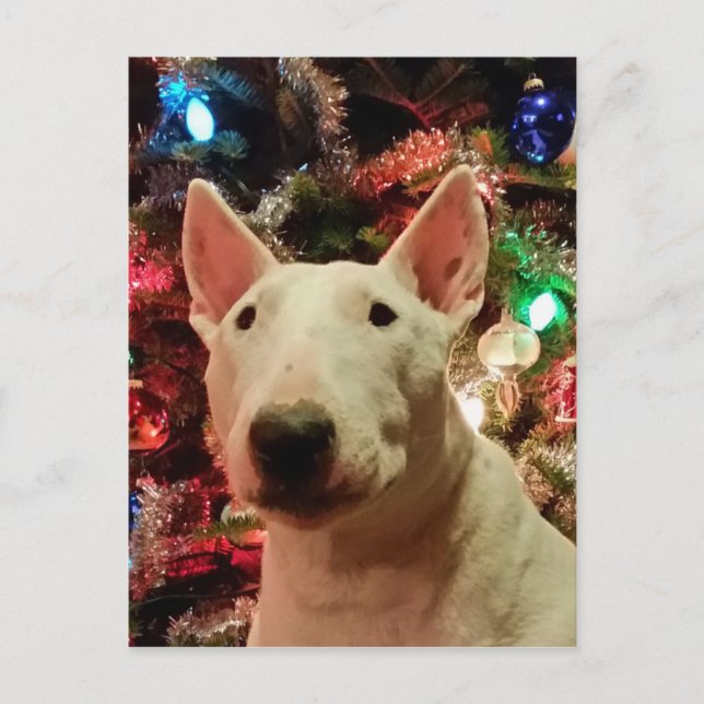 God jul Merra Bull skräcker Helg Vykort (Framsida)