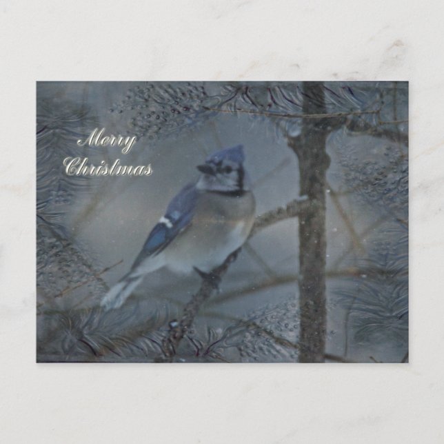 God jul - Östra Blue Jay Helg Vykort (Framsida)
