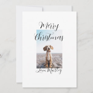 God jul pet hund cat foto helgdag gips län inbjudningar