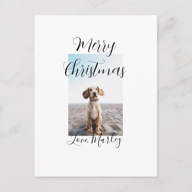 God jul pet hund cat foto helgdag gips län vykort (Framsida)