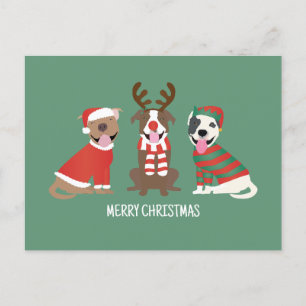 God jul Pit Bull Dogs Helg Vykort