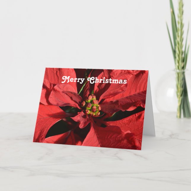 God jul Red Curly Poinsettia Helgkort (Framsida)