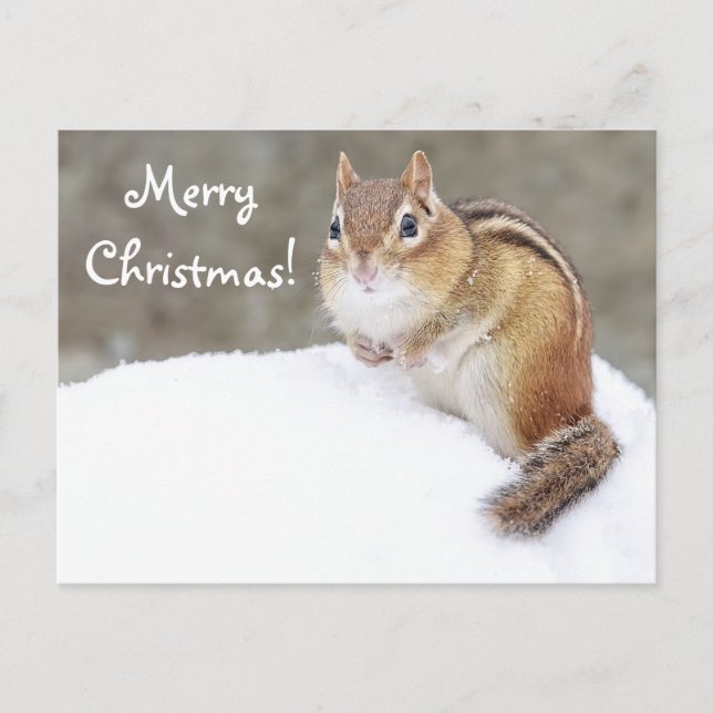 God jul Snowy Chipmunk Helg Vykort (Framsida)