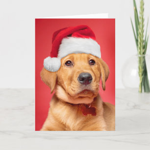 God Jul Söt Labrador-valp i tomtehatt Helgkort