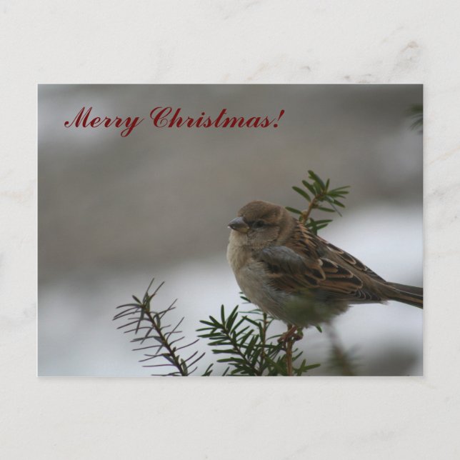 God jul Sparrow! Helg Vykort (Framsida)