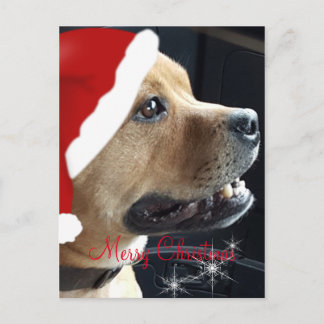 God Jul Stafford Bull Terrier Helg Vykort