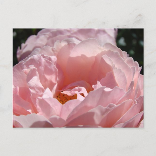 God jul! vykort Rosa ros blommor (Framsida)