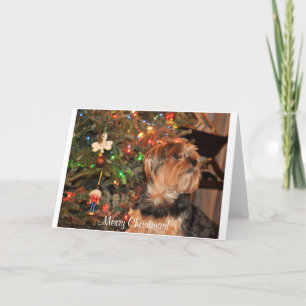 God jul,Yorkie,Yorkshire Terrier Helgkort