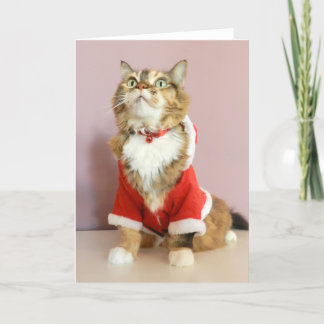 God julkattsanta kissekatt helgkort