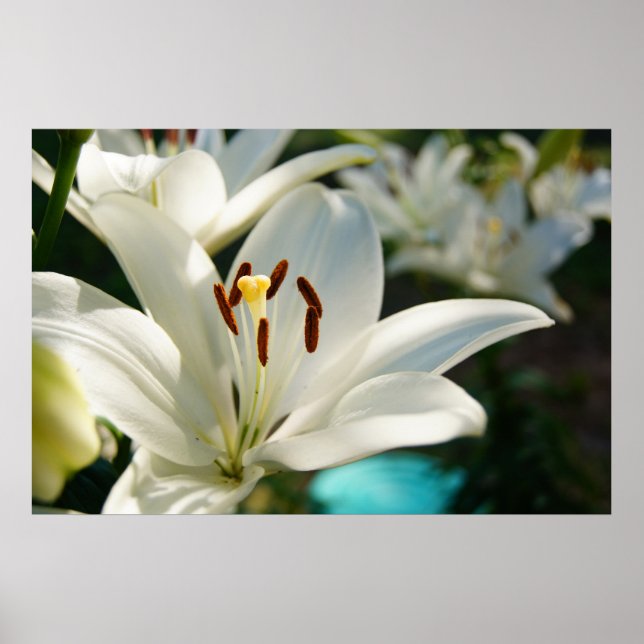 God Lily Poster (Framsidan)