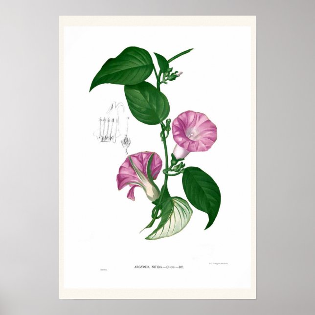 God morgon (Argyreia sp.) Poster (Framsidan)